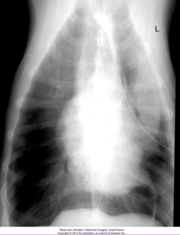 <ul><li><p><span style="color: rgb(136, 136, 136);"><strong>Et: </strong></span>chronic resp dx, chylothorax, trauma, thoracic Sx, neoplasia, <strong><u>idiopathic</u></strong></p></li><li><p><span style="color: rgb(136, 136, 136);"><strong>Sig:</strong></span><strong> </strong>deep, narrow chest dogs - pugs</p></li><li><p><span style="color: rgb(136, 136, 136);"><strong>Cs: </strong></span><strong><u>right cranial & middle congestion & consolidation - most common</u></strong></p></li><li><p><span style="color: rgb(136, 136, 136);"><strong>Tx: </strong></span>complete lobectomy </p><ul><li><p><strong><u>DO NOT untwist lobe</u></strong></p></li></ul></li></ul><p></p>