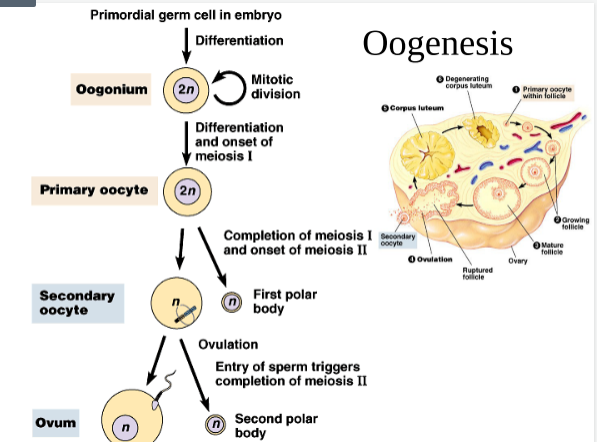<ul><li><p>female gamete mitosis</p></li><li><p>Meiosis produces 1 ovum and 3 small polar bodies</p></li><li><p>Polar bodies are normally discarded</p></li></ul>