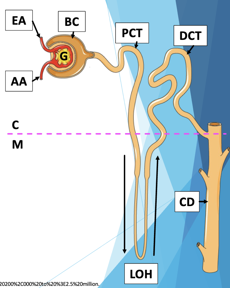 <ul><li><p>C: Cortical Nephron M: Medullary Nephron</p></li><li><p>AA: Afferent arteriole</p></li><li><p>EA: Efferent Arteriole</p></li><li><p>G: G<span>lomerulus</span></p></li><li><p><span>PCT: proximal convoluted tubule</span></p></li><li><p><span>DCT: Distal </span>convoluted tubule</p></li><li><p>CD: Collecting Duct → Renal Pelvis → Ureter etc</p><p></p></li></ul><p></p>