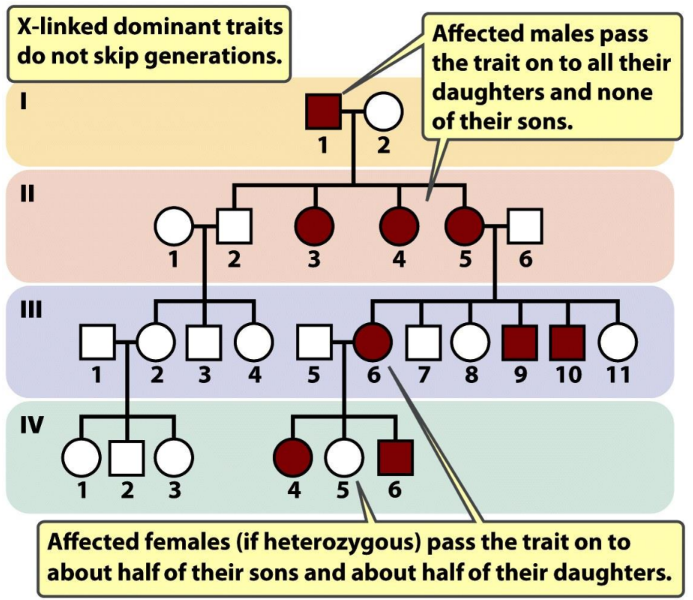 <ul><li><p>affects either sex (more females affected)</p></li><li><p>at least 1 parent affected</p></li><li><p>females are often more mildly affected (X inactivation)</p></li><li><p>child of affected female has 50% chance of affected</p></li><li><p>affected male can transmit to daughters not sons</p></li><li><p>usually rare diseases (new mutations or germ-line mutations)</p></li></ul><p></p>
