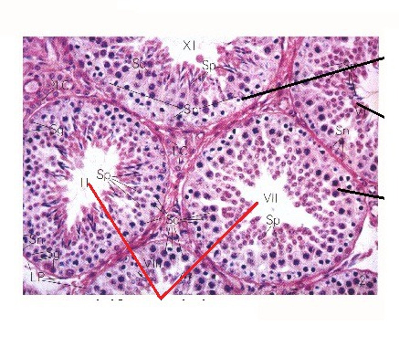 <p>Narrow, coiled tubules that produce sperm in the testes.</p><p>- Where spermatogenesis occurs</p><p>- Also contains sertoli cells that nourish and provide energy for growing sperms</p>