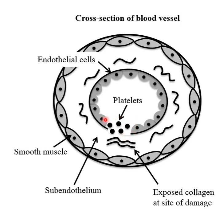 <p>Binding of platelets to collagen triggers the release of chemicals from their storage granules (ADP and serotonin)</p>