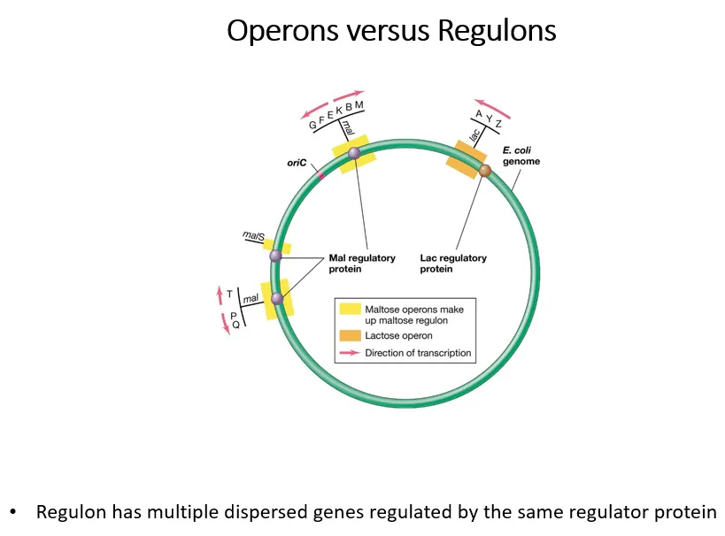 <ul><li><p>operons are a group of genes controlled by a regulator protein</p></li><li><p>regulons are multiple groups of operons controlled by the same regulator protein</p></li></ul><p></p><p>the yellow operons are part of the maltose regulon (all controlled by the mal regulatory protein), the orange operon isn’t part of a wider lac regulon&nbsp;</p><p></p>