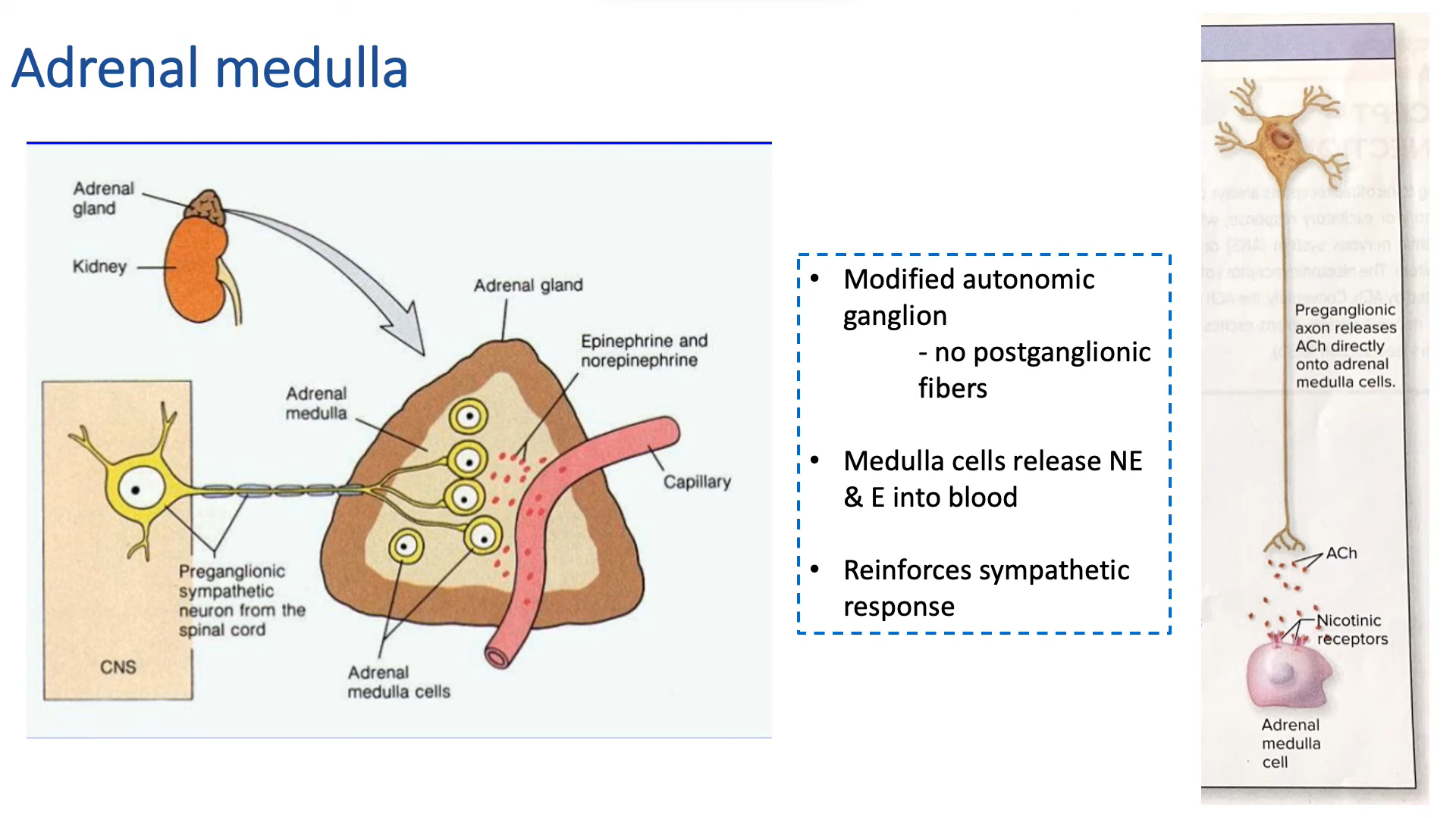 <p>-modified autonomic ganglion, NO postganglionic fibers</p><p>-medulla release NE and E into blood, reinforces sympathetic response</p>