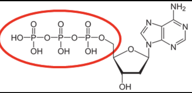 <p>deoxynucleotide triphosphates, which are the essential building blocks for synthesizing DNA. They consist of a deoxyribose sugar, a nitrogenous base (A, C, G, or T), and a triphosphate group.</p>