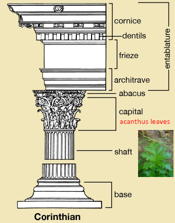 <p>Acanthus</p>