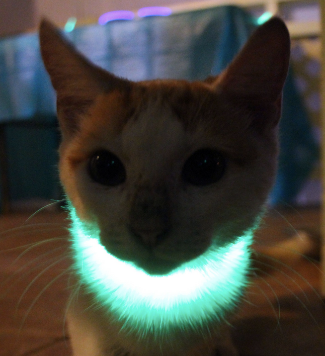 <p>cats due to biting into them, others </p>