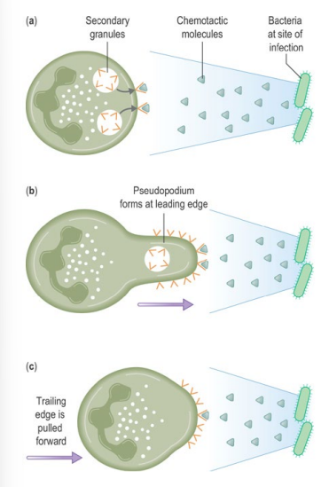 <p>• Neutrophils follow chemotactic gradients to find bacteria or fungi<br>• E.g. of chemotactic factor: <strong>Complement component C5a</strong><br>• Chemotactic factors bind receptors on one edge of the neutrophil<br>• This causes <strong>pseudopodium formation</strong> to move forward and <strong>engulf the pathogen</strong></p>