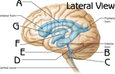 <p>pair of openings from the fourth ventricle to the subarachnoid space on either side and between the medulla and cerebellum - C</p>