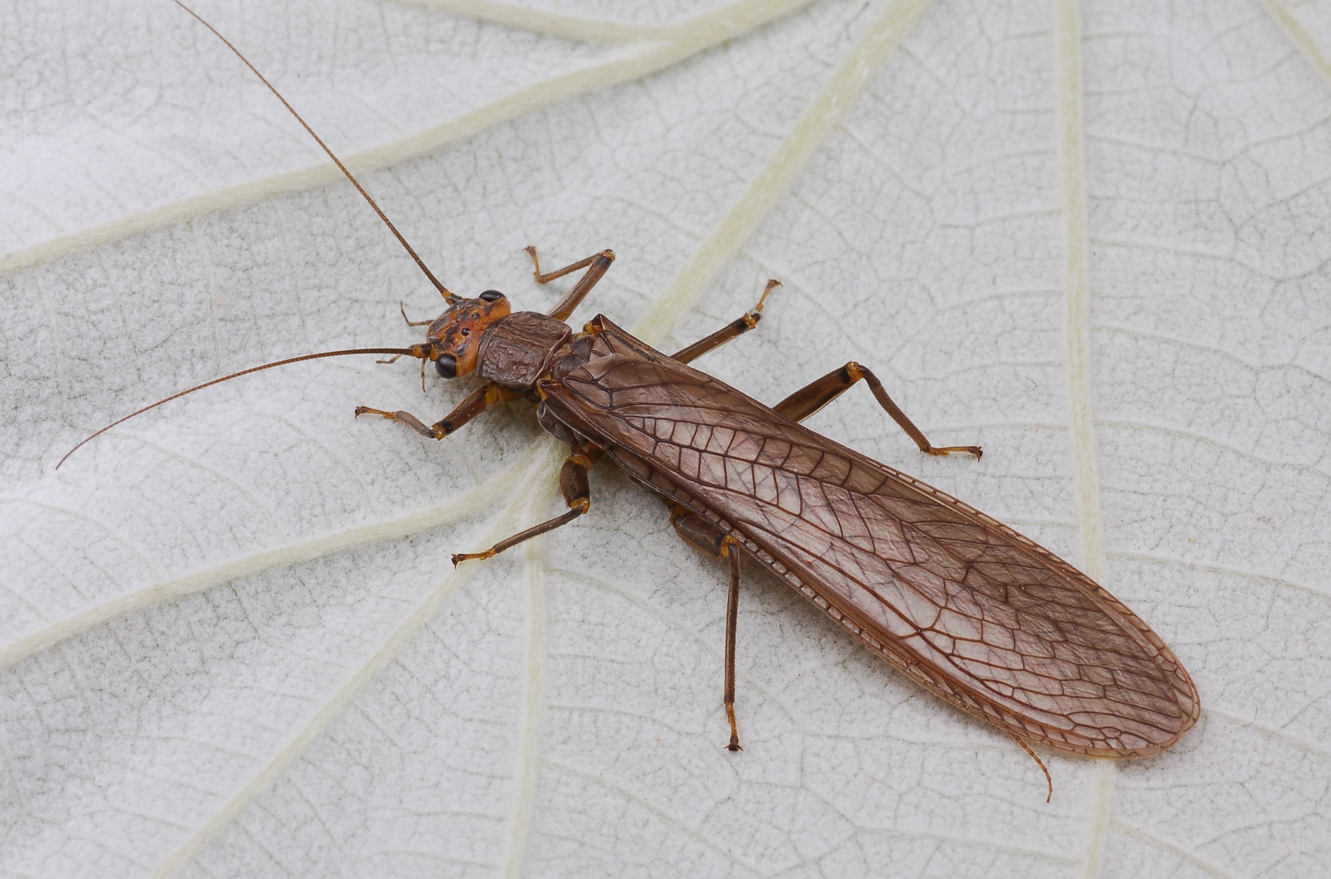 <p>stoneflies</p>