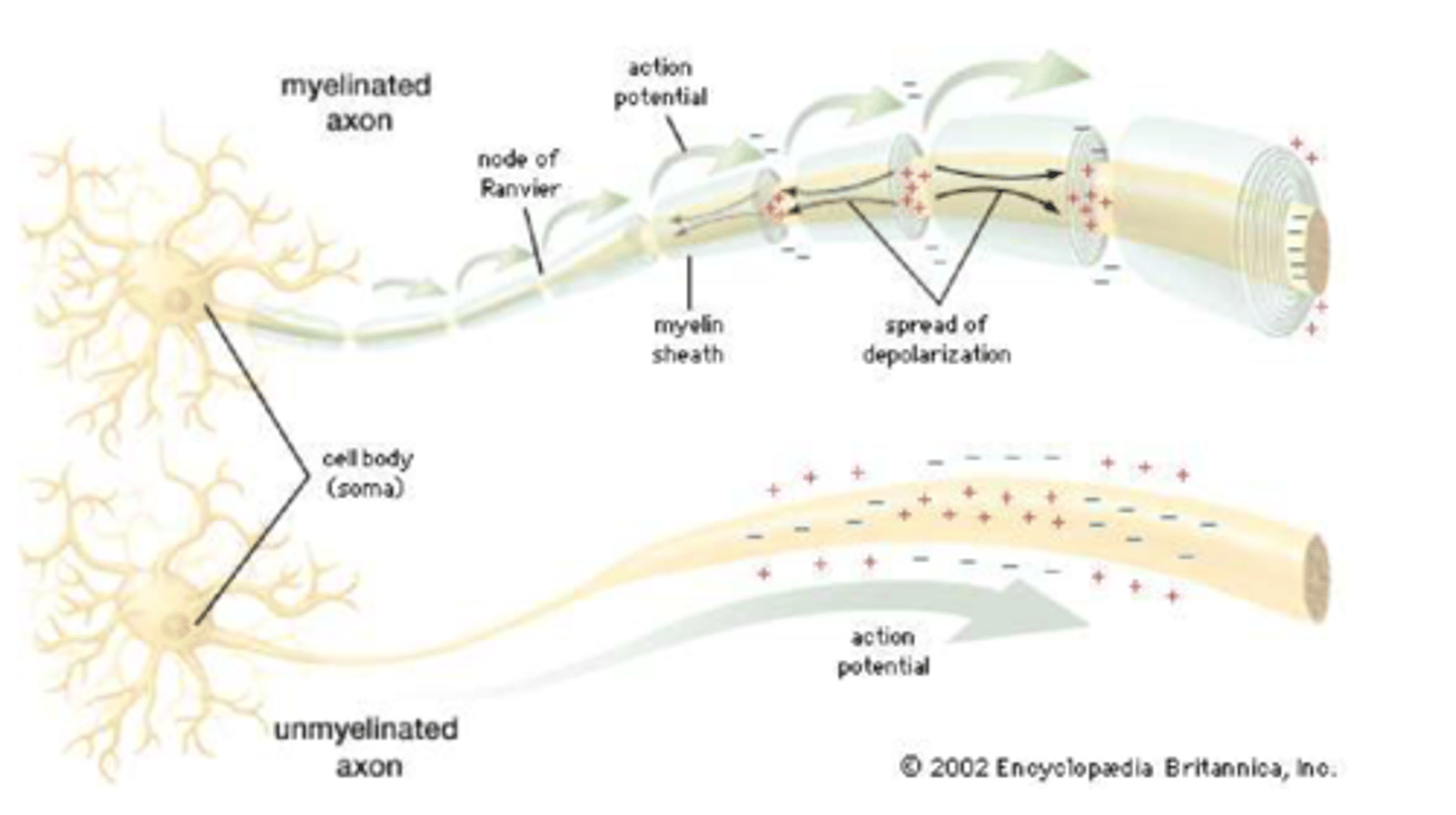<p>presence of myelin insulation lets it skip across proper, so only needs to recharge at node of ranvier.</p><p>- an unmyelinated axon would have to keep recharging (much slower).</p>