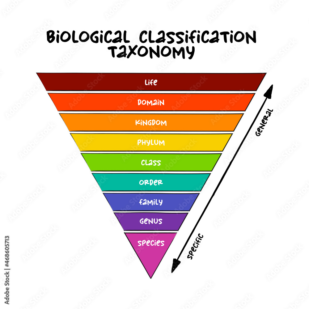 <p>8 groups, domain being the least specific and species being the most specific</p>