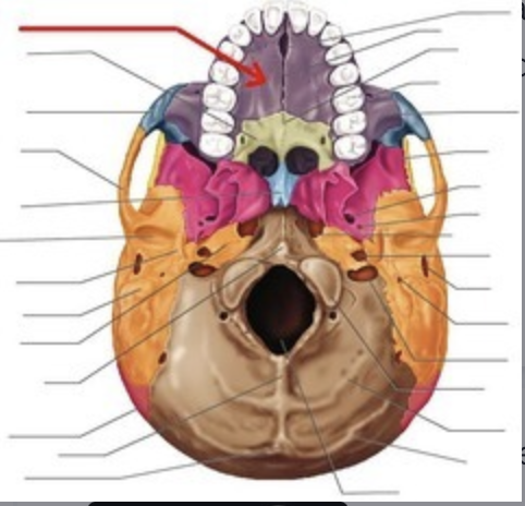 <p>forms the anterior portion of the hard palate (roof) of the mouth, also forms parts of the nasal cavity and eye orbits</p>