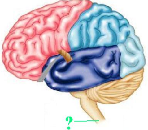 <p><span><span>Identify the indicated structure of the central nervous system.</span></span></p>
