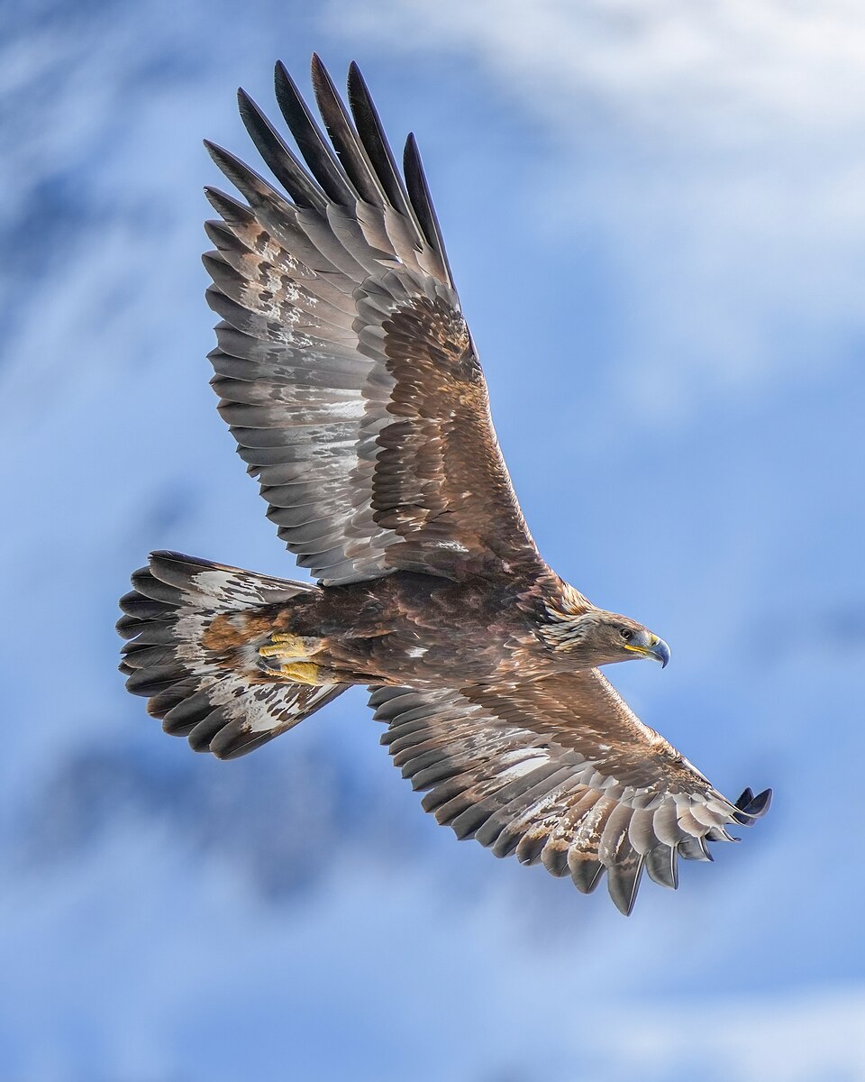 <p>Golden Eagle</p>