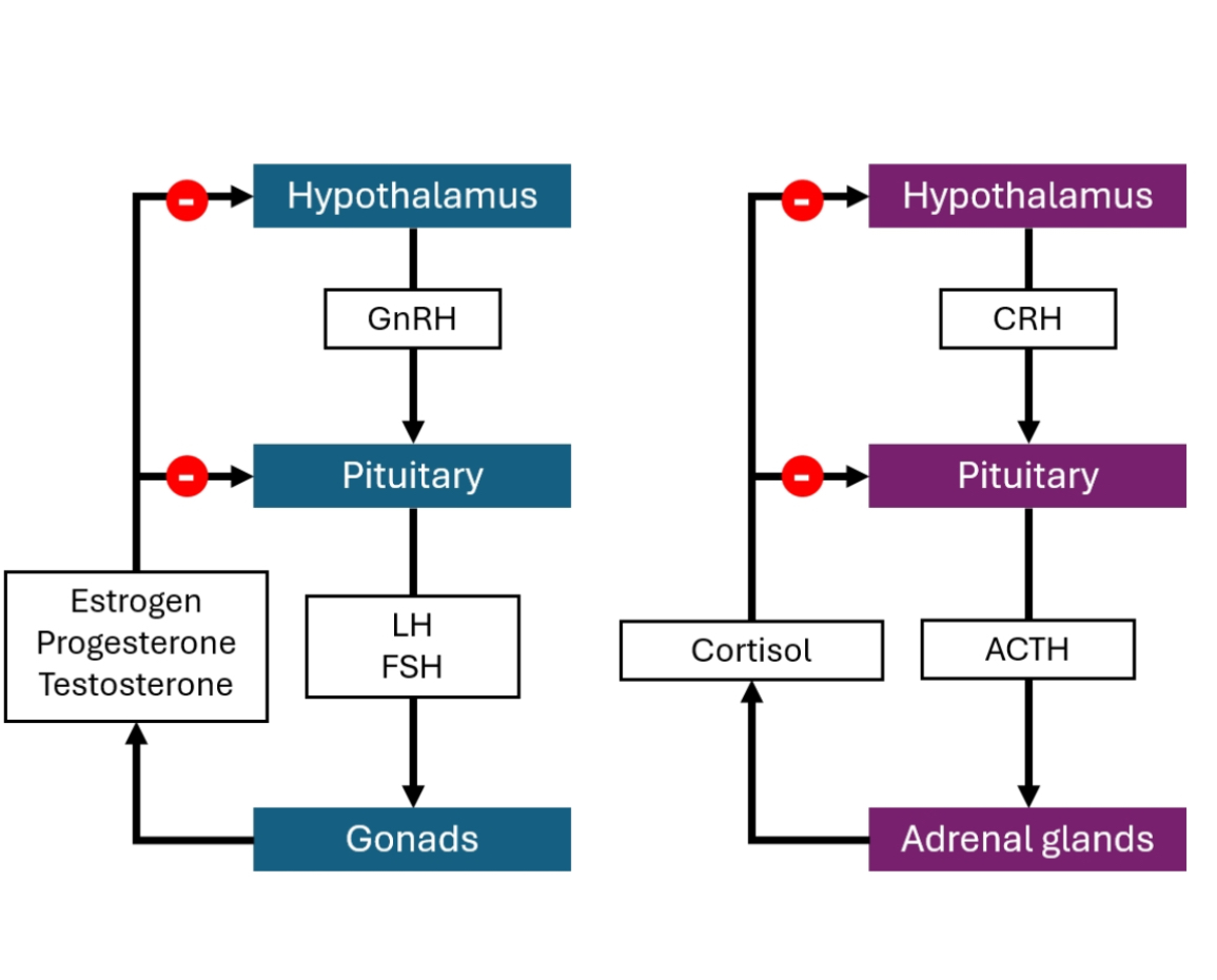 <p>Puberty is the transition from a non-reproductive state to a reproductive state, driven mainly by sex steroids.</p><p>A) Changes common to puberty</p><p> • Growth spurt</p><p> • Epiphyseal plate closure</p><p> • Skin changes (acne, oiliness)</p><p> • Pubic and axillary hair (androgen-dependent)</p><p></p><p></p><p>B) Male puberty (testosterone-driven)</p><p>Main hormone: Testosterone</p><p>Effects shown on the slide:</p><p> • Increased muscle mass and strength</p><p> • Shoulder broadening</p><p> • Facial and body hair</p><p> • Voice deepening (larynx growth)</p><p> • Adam’s apple prominence</p><p> • Penile and testicular growth</p><p></p><p></p><p>C) Female puberty (oestrogen-driven)</p><p>Main hormone: Oestrogen</p><p>Effects shown on the slide:</p><p> • Breast development (thelarche)</p><p> • Hip widening</p><p> • Increased subcutaneous fat</p><p> • Female pattern pubic/axillary hair</p><p> • Growth spurt followed by epiphyseal closure</p><p> • Softer skin and higher-pitched voice</p><p>How the two slides connect (this is the exam logic)</p><p> • Adrenarche explains:</p><p> • Pubic/axillary hair</p><p> • Acne</p><p> • Gonadarche explains:</p><p> • Breast development</p><p> • Voice deepening</p><p> • Muscle mass</p><p> • Fertility</p><p>You need both for normal puberty.</p><p></p><p>Puberty happens because two different hormone systems switch on, and they are independent but combine to produce puberty.</p><p>A) Adrenarche</p><p>What it is:</p><p>Adrenarche = maturation of the adrenal glands.</p><p>Hormones involved:</p><p> • Adrenal androgens (DHEA, DHEAS, some testosterone-like effects)</p><p>What it causes:</p><p> • Pubic hair</p><p> • Axillary hair</p><p> • Body odour</p><p> • Acne</p><p>This is called pubarche.</p><p>Important:</p><p> • Adrenarche is NOT driven by the HPG axis</p><p> • It can happen even if the gonads are not working</p><p></p><p></p><p>B) Gonadarche</p><p>What it is:</p><p>Gonadarche = activation of the HPG axis.</p><p>Hormones involved:</p><p> • GnRH (hypothalamus)</p><p> • LH and FSH (pituitary)</p><p> • Sex steroids from gonads (testosterone or oestrogen)</p><p>What it causes:</p><p> • Gonadal growth</p><p> • Sex steroid production</p><p> • Secondary sexual characteristics</p><p> • Fertility</p><p>Important:</p><p> • Gonadarche usually follows adrenarche</p><p> • It is essential for true reproductive puberty</p>