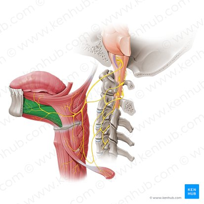 <ul><li><p><strong>Location</strong>: under tongue, fan-shaped, large &amp; thick </p></li><li><p><strong>Origin</strong>: genile tubercle </p></li><li><p><strong>Insertion</strong>: tongue &amp; hyoid bone</p></li><li><p><strong>Function</strong>: stick tongue out, push it forward</p></li></ul><p></p>
