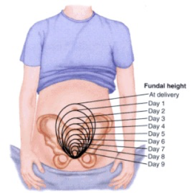 <p><span>the shrinking or return of an organ to its previous, smaller size after an enlargement or period of growth</span></p>