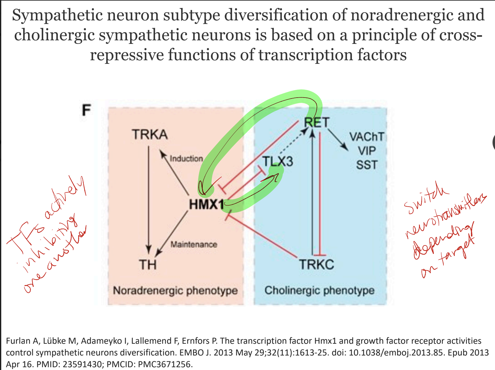 * subtle changes in the genome that occur to modify a differentiated neuron’s path
  * differentiated neurons actively gain and maintain bivalent status of neural genome
  * can undergo target dependent switch of neurotransmitters of sympathetic neurons (sweat glands only want inhibitory neurons so if it gets an excitatory it tells it to go back and change to become an inhibitory and it does)
    * this is done during development with sympathetic neurons with their subtype diversification of noradrenergic and cholinergic sympathetic neurons based on a principle of cross-repressive functions of TFs
* in summary:
  * neurotransmitter is identified early on
  * plasticity in neurotransmitter identity
  * TFs common to multiple neurotransmitters part of plasticity
  * differentiated neurons have ACTIVE transcriptome giving them the ability to respond