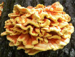 <p>Edible AND delicious</p>