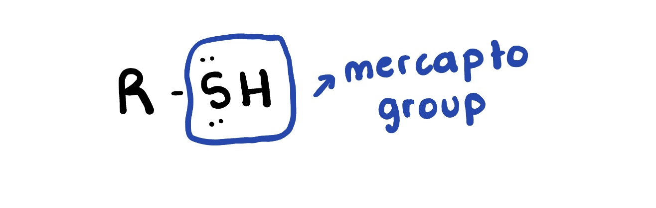 <p>are organic compounds that contain a sulfur-containing functional group, characterized by a thiol (-SH) group attached to an alkyl or aryl group. They are known for their strong odors and are often found in biological systems. </p>