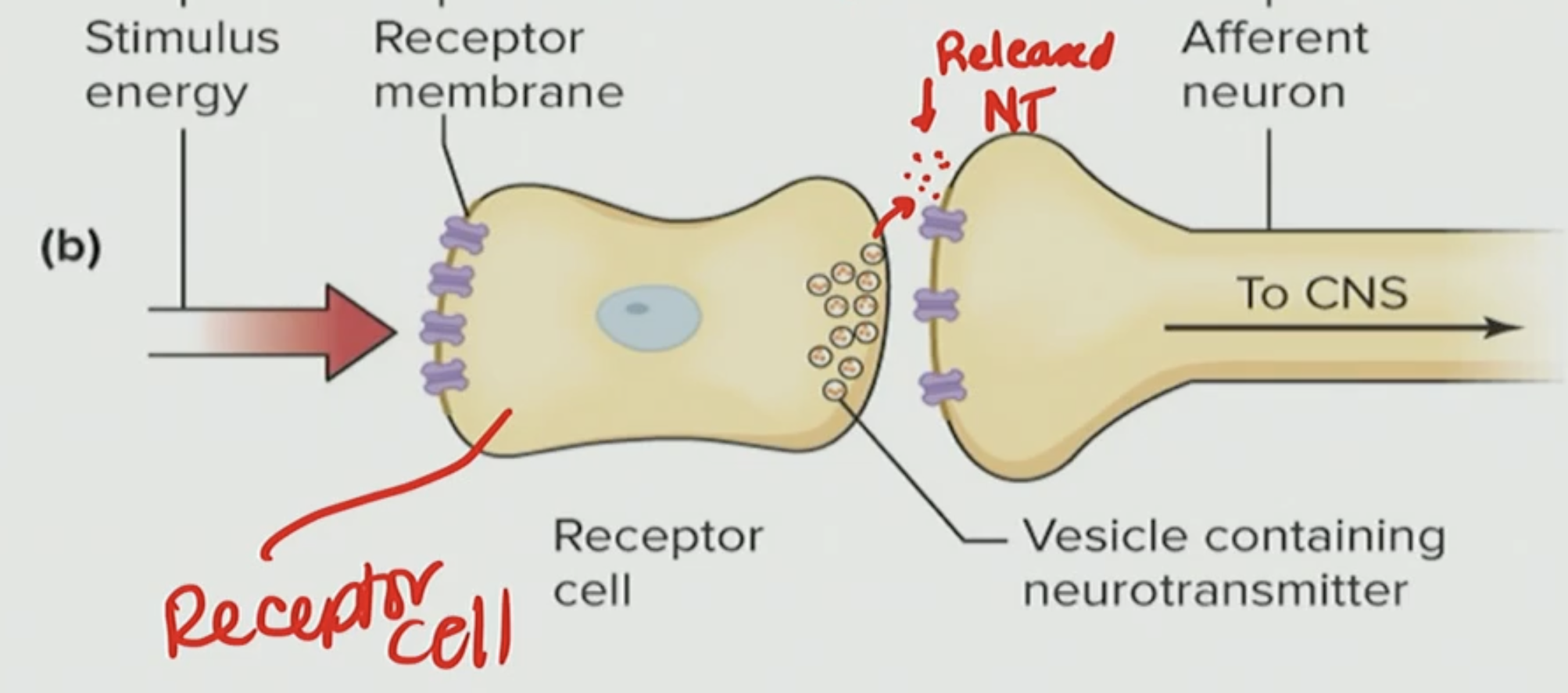 <p>Receptor cell receive stimulus and the cell changes membrane potential like depolarizing and it affects the release of neurotransmitter</p>
