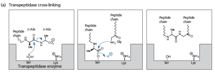<ul><li><p> transpeptidase has a serine amino acid and lysine with a positive charge in its active site </p></li><li><p>when peptide chain arrives, the OH on serine reacts with D-alanine residue on peptide → D-Alanine is released </p></li><li><p><span style="color: rgb(255, 251, 251);">peptide chain is attached temporarily to the active site of the enzyme, to serine </span></p></li><li><p>when another peptide chain arrives to make the cross link, its glycine amino group reacts with the carbonyl group on the peptide that is attached to serine</p></li><li><p>this promotes detachment of the original peptide chain species from serine </p></li><li><p>the enzyme’s serine is now restored to its free Ser–OH state → new peptide links form the final peptidoglycan cross-link between the two glycan strands.</p></li></ul><p></p>
