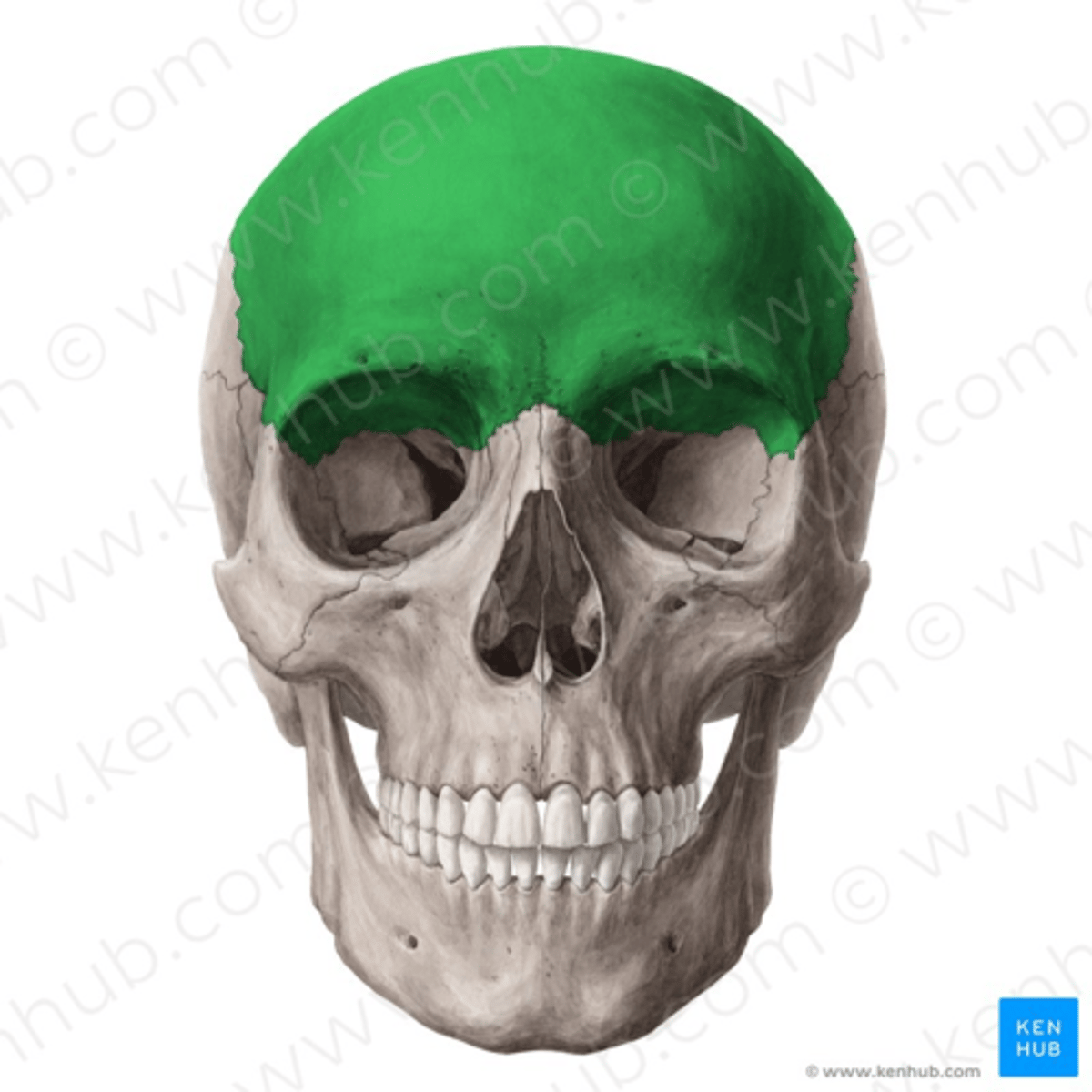 <p>form/s the forehead, the anterior of the skull's roof, and the roof of the eye orbit.</p>