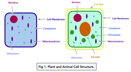 <p>vacuole, chloroplasts, cell wall</p>