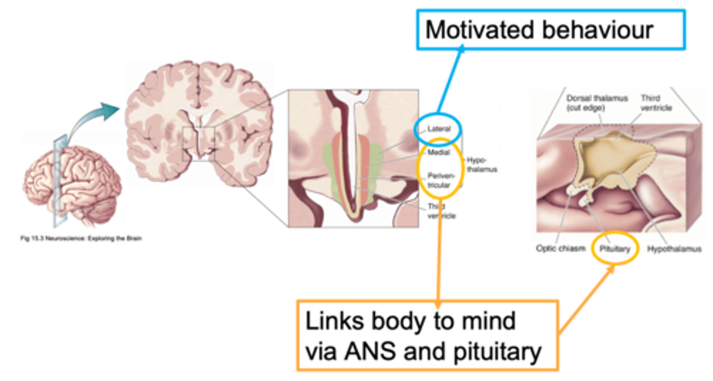 <p>Ways to distinguish areas of the hypothalamus is through defining it as __________, _________ or ________________</p>