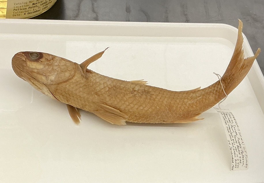 <p>Name the order</p>