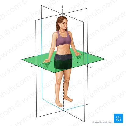 <p>-divides the body into upper (superior) and lower (inferior) sections</p>