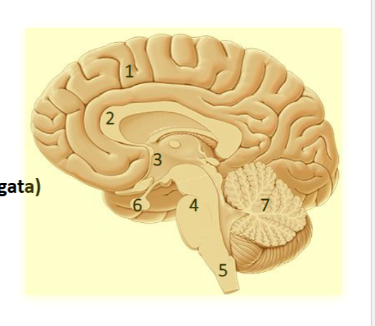 <p>Hjerneanatomi?</p>