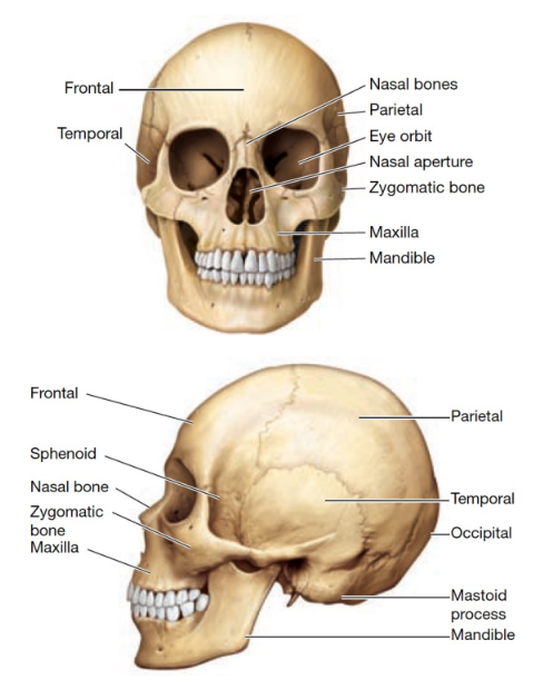 <ol><li><p>cranial capacity: 1350cc (avg)</p></li><li><p>high braincase</p></li><li><p>rounded occipital bone</p></li><li><p>small, flat face</p></li><li><p>projecting nasal bones</p></li><li><p>small brow ridge</p></li><li><p>protruding chin</p></li><li><p>parabolic dental arcade</p></li><li><p>Small teeth</p></li></ol><p></p>