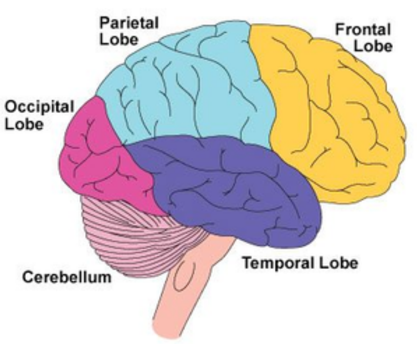 includes areas that receive info from visual fields (located at bottom/rear of head) (105)