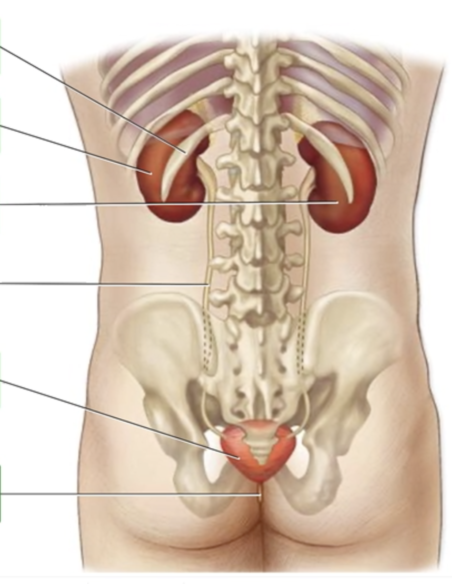 <p>The Urinary System - Posterior View</p><p class="p1"></p><p class="p1">Correctly label the following components of the urinary system.</p><p class="p1"></p><ul><li><p class="p1">Right kidney</p></li><li><p class="p1">Ureter</p></li><li><p class="p1">Urinary bladder</p></li><li><p class="p1">12th rib</p></li><li><p class="p1">Urethra</p></li><li><p class="p1">Left kidney</p></li></ul><p></p>
