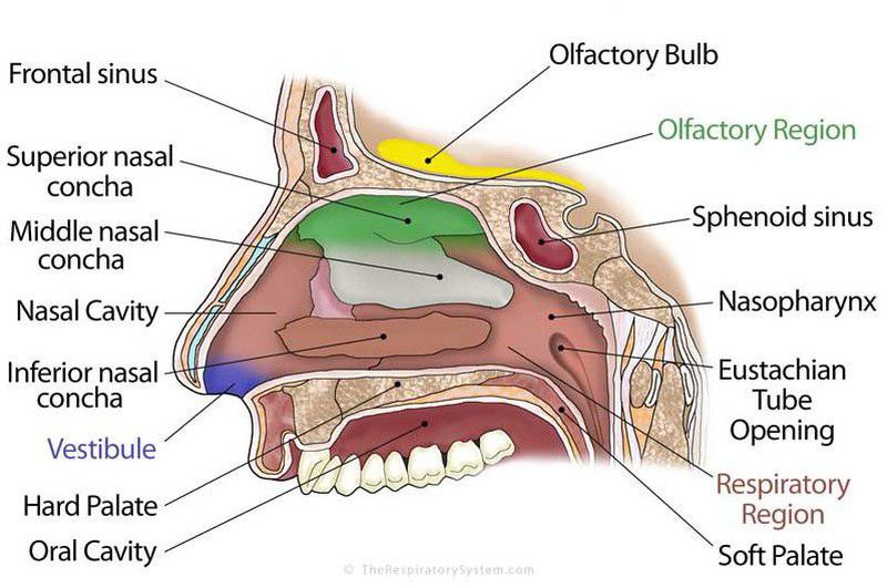 <p></p><ul><li><p><span>Situé sous le cornet supérieur</span></p></li><li><p><span>Zone olfactive</span></p></li><li><p><span>Reçoit l’ouverture : des cellules ethmoïdales postérieures</span></p></li></ul><p></p>