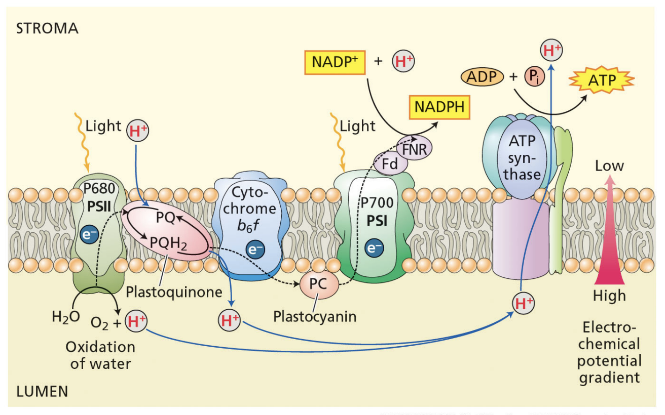 <p>proton concentration is much higher in the thylakoid lumen than in the stroma</p><p>protons move down their gradient from thylakoid lumen to the stroma through a channel in the ATP synthase</p><p>proton motive force powers the phosphorylation of ADP into ATP in the stroma</p>