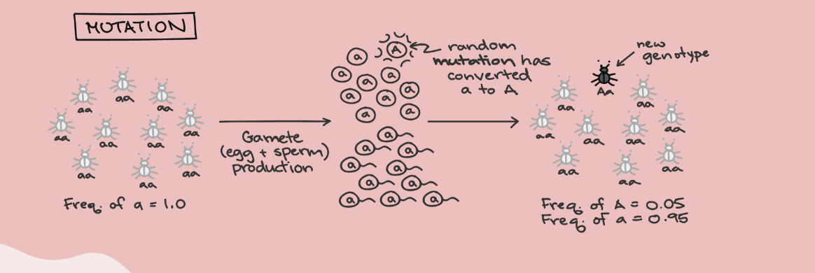 <p>in a large random-mating population, genotype + allele frequencies remain constant in the absence of any evolutionary influences from one to another generation</p><p></p><ul><li><p>mutations</p></li><li><p>natural selection</p></li><li><p>nonrandom mating</p></li><li><p>genetic drift</p></li><li><p>gene flow</p></li></ul>