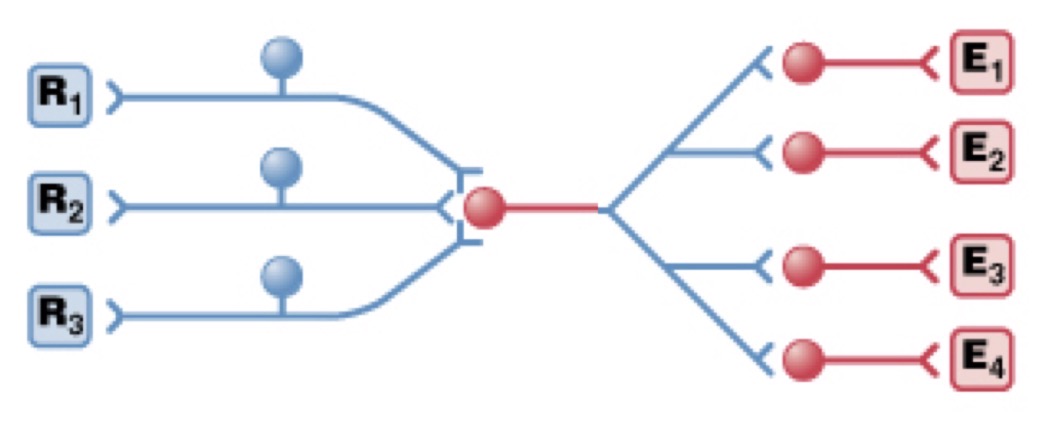 <p> “Command Neuron”</p><p>Some neurons represent “focal” points of a circuit:</p><p>When they fire an action potential(s), there is a coordinated, complex motor output!</p><p>Can be modulated by seratonin to fire</p><p>For a neuron to be called a “command” neuron it must be both:</p><p>a) Necessary for the behavioral output</p><p>b) Sufficient for the behavioral output </p>