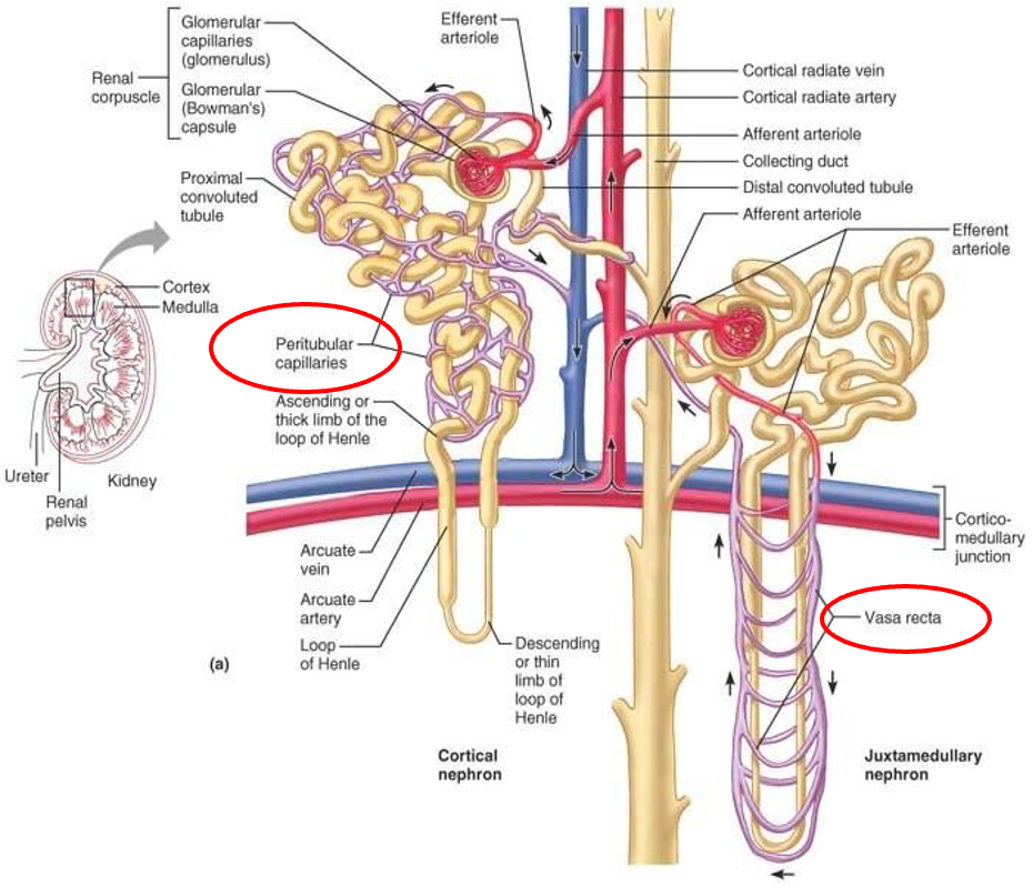 <ul><li><p>high pressure capillaries</p></li><li><p>site of filtration</p><ul><li><p>fluids and solutes forced into glomerular capsule</p></li></ul></li><li><p>fed by afferent arterioles</p></li><li><p>drained by efferent arterioles</p></li></ul><p></p>