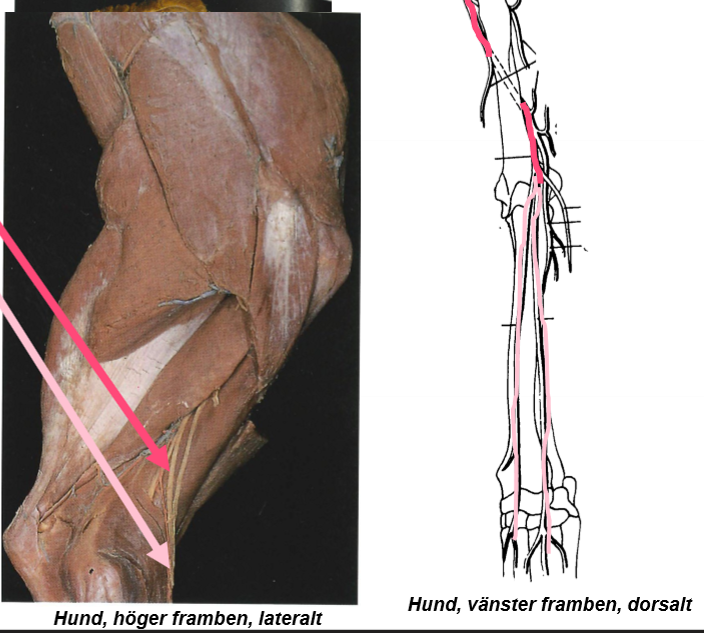 <p>N. radialis → Rosa</p>