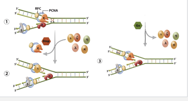 <p>error prone DNA polymerase replace replicative polymerases and copy paste with damaged DNA</p><ul><li><p>DNA polymerase (n) performs translesion syn past TT dimers by inserting AA.</p></li></ul><p></p>