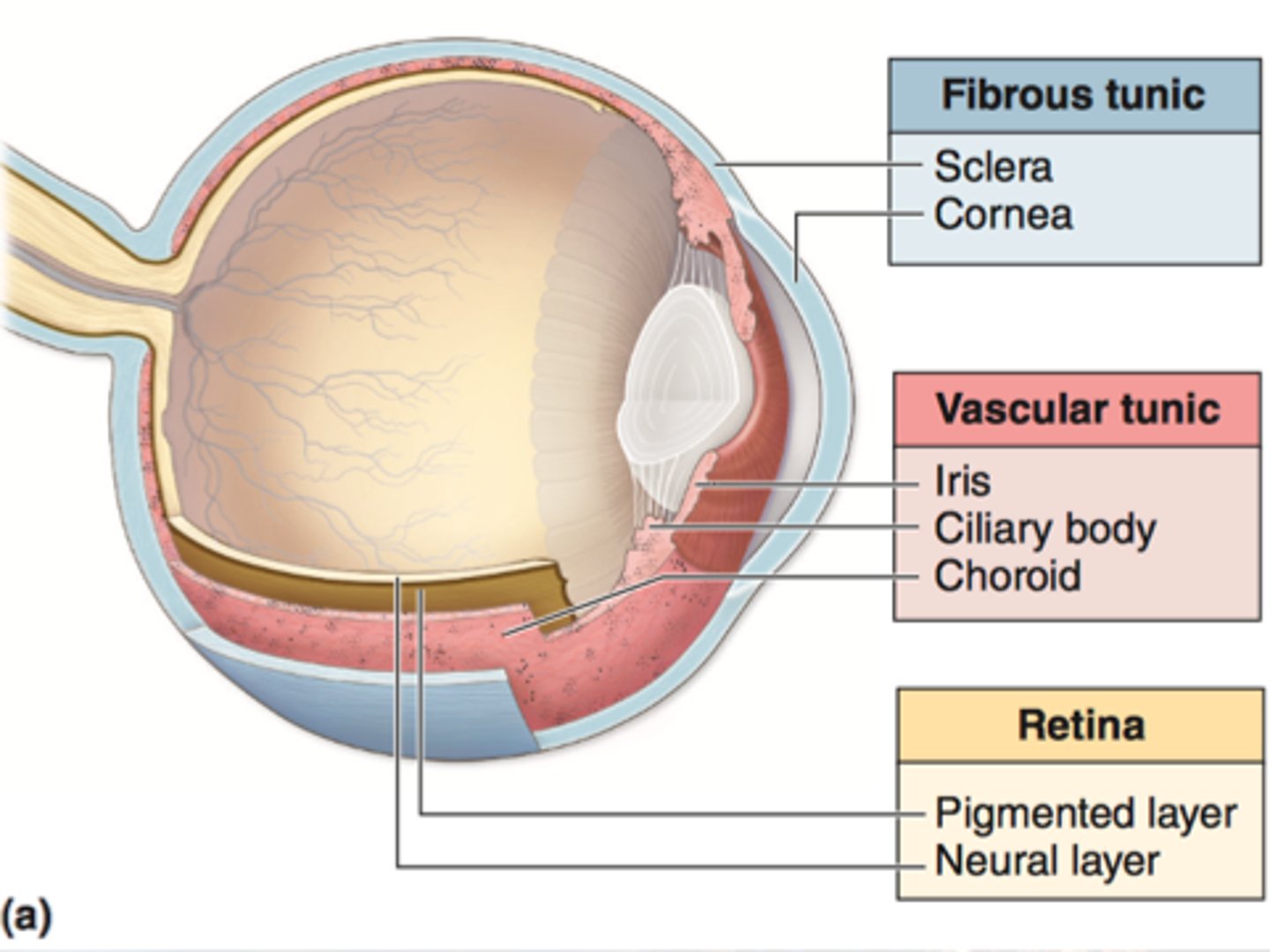 <p>- the vascular layer is the middle layer of the eye</p><p>- made up of:</p><p>CHOROID</p><p>CILIARY BODY</p><p>IRIS</p>