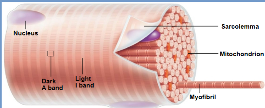 <p>many myofibrils </p>