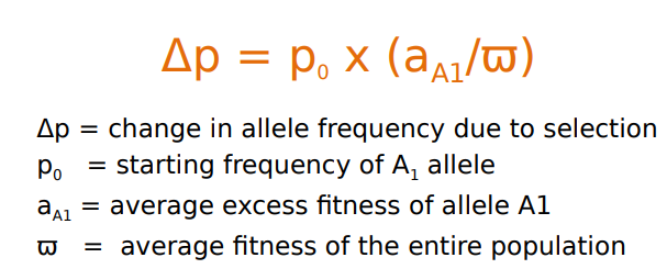 <p>p(o) &gt; 0 if allele is present at all, effectiveness of selection is directly porportional to the frequency of the allele</p><p>delta p is greater than 0: allele increase in frequency, delta p is less than 0 &lt; allele decreases in frequency</p><p>w &gt; 0 if population exists</p>