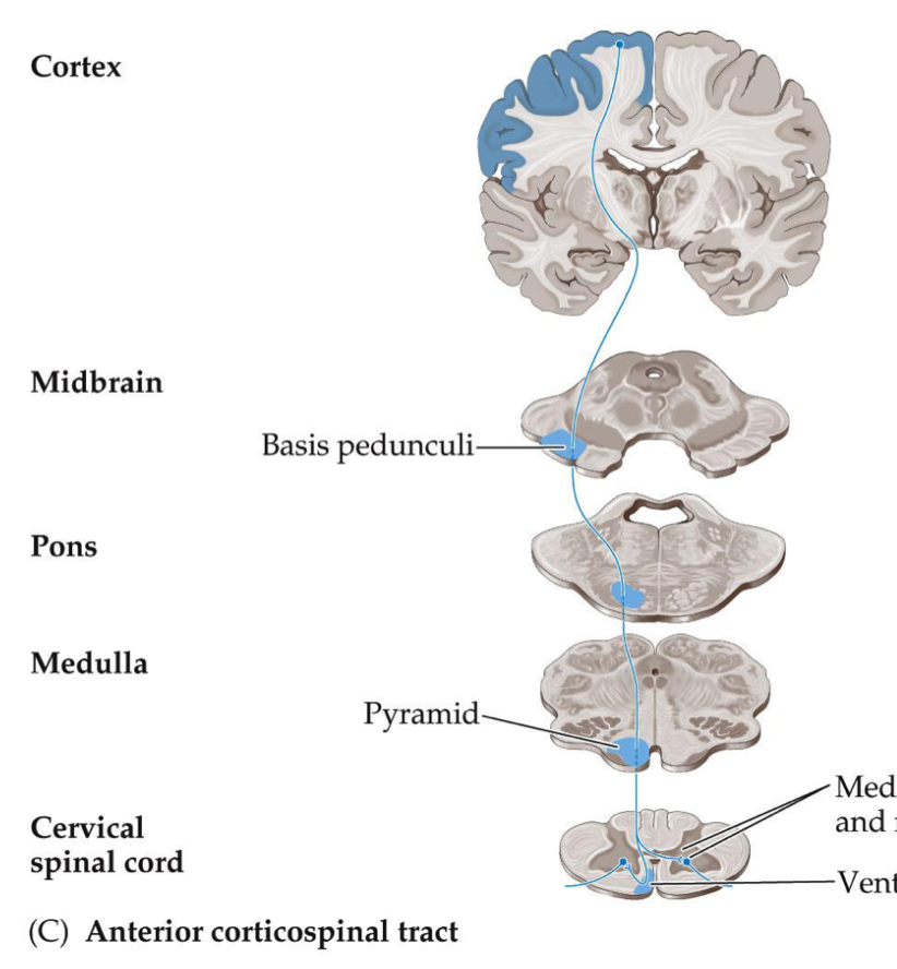 <p>when we activate our <u>postural</u> muscles for example, these muscles <strong><em>act in pairs</em></strong> (erector spinae, multifidi, abdominals). you cannot activate the muscle at one specific level or side, they move together</p>