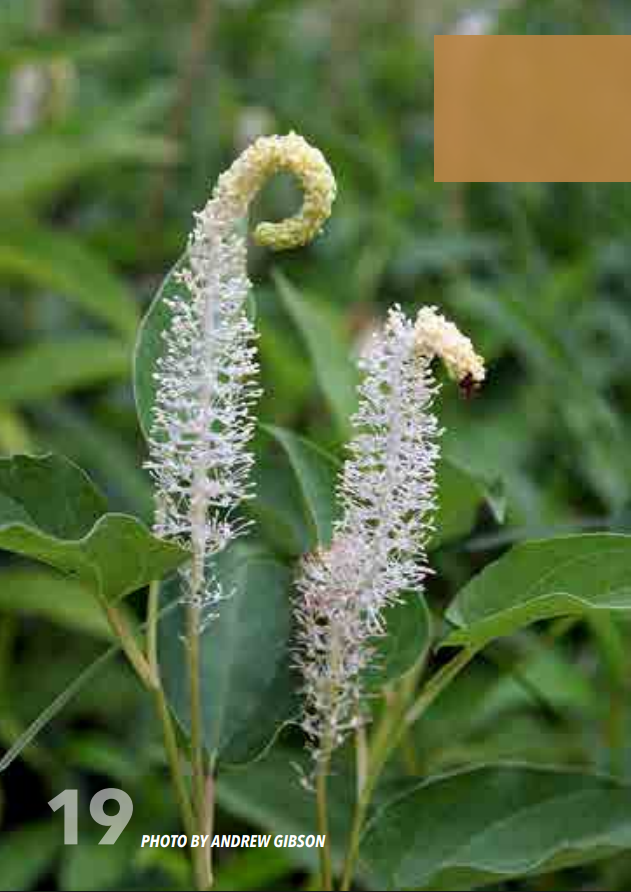 <p>Lizard’s Tail; Sauraceae</p>