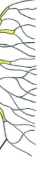 <p>Axon terminal</p>