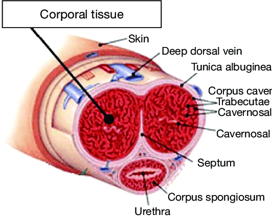 <p>A <strong>dense capsule</strong> called the <strong>tunica albuginea</strong>.</p>